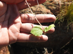 Coleus hadiensis