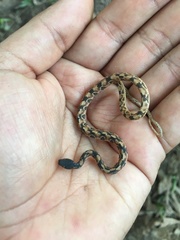 Nothopsis rugosus