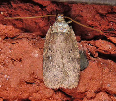 Agonopterix clemensella