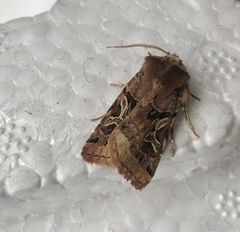 Cerastis enigmatica