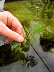 Myriophyllum robustum