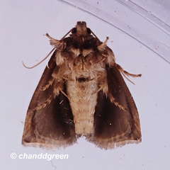 Trichogyia semifascia