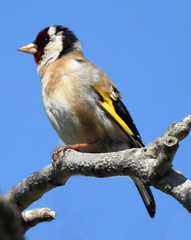 Carduelis carduelis
