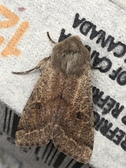 Orthosia pacifica