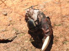 Hystrix africaeaustralis