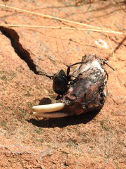 Hystrix africaeaustralis