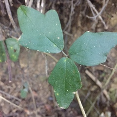 Boquila trifoliolata