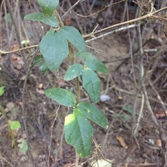 Boquila trifoliolata