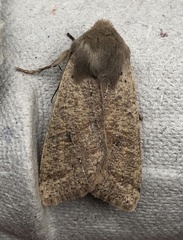 Orthosia pacifica