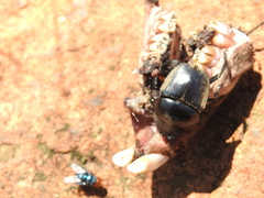 Hystrix africaeaustralis