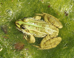 Pelophylax perezi