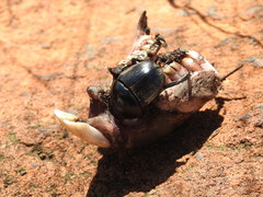 Hystrix africaeaustralis