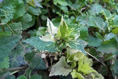 Lamium maculatum
