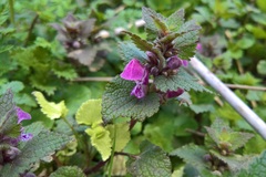 Lamium maculatum