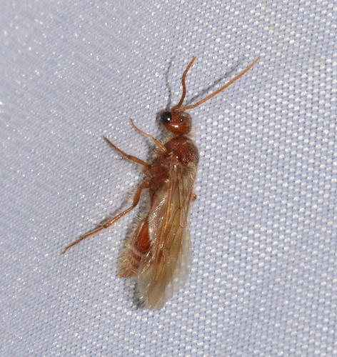 Genus Odontophotopsis · iNaturalist