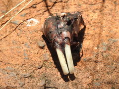 Hystrix africaeaustralis