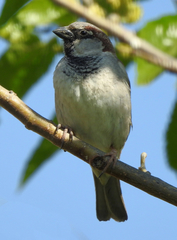 Passer domesticus
