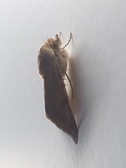 Heliothis nubigera