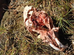 Hystrix africaeaustralis