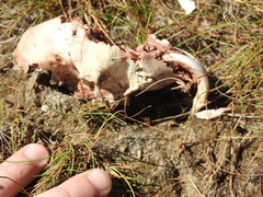 Hystrix africaeaustralis