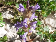 Phelipanche nana