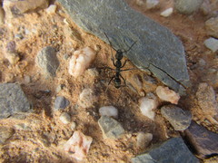 Ophthalmopone hottentota