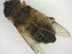 Eristalis pertinax