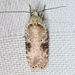 Agonopterix - Photo (c) Diane P. Brooks, some rights reserved (CC BY-NC-SA), uploaded by Diane P. Brooks