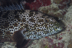 Epinephelus