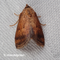 Epsteinius translucidus