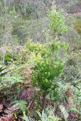 Leucadendron conicum