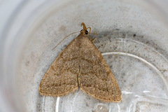 Pechipogo strigilata