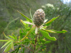 Leucadendron conicum