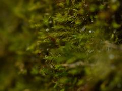 Amblystegium
