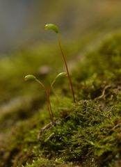 Amblystegium