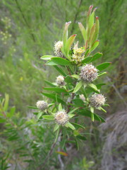 Leucadendron conicum