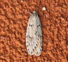 Semioscopis megamicrella