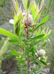 Leucadendron conicum