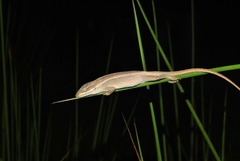 Anolis caceresae