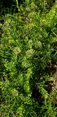 Lepidium virginicum virginicum