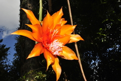 Disocactus aurantiacus