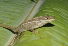 Anolis caceresae