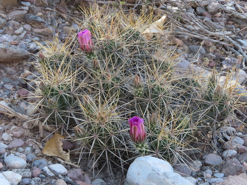Strawberry Cactus