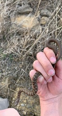 Coluber constrictor flaviventris