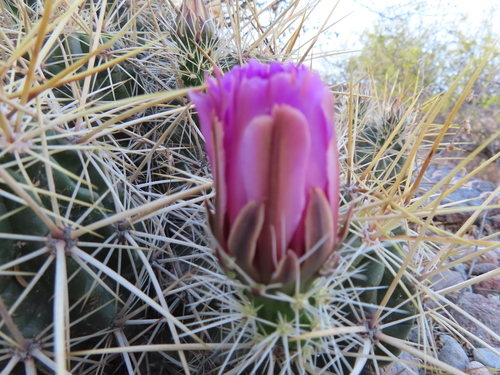 Strawberry Cactus
