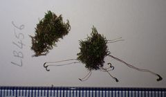 Amblystegium