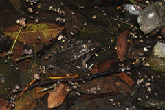 Lithobates brownorum