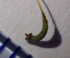 Amblystegium