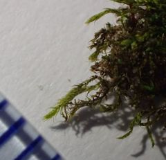 Amblystegium