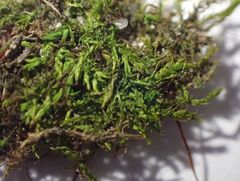 Amblystegium